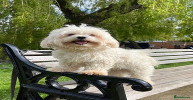 Maltipoo dogs - Advert 7