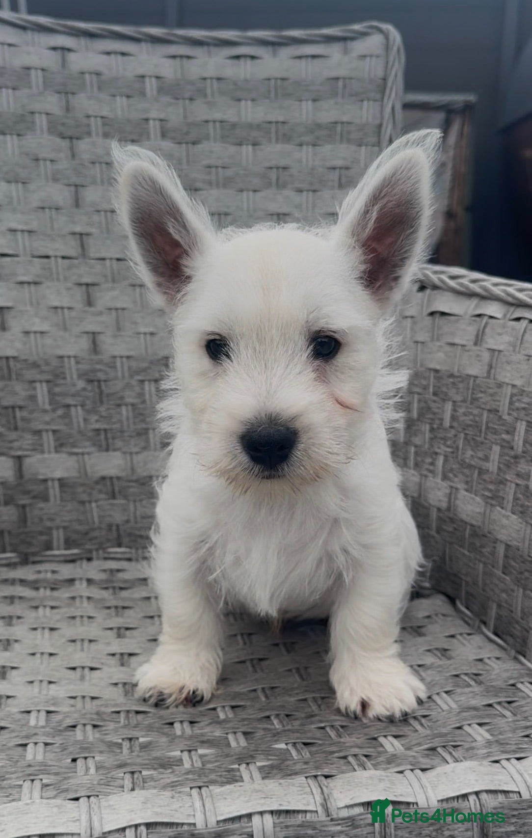 West Highland Terrier dogs West Highland Terrier Pups ready for new home Now - Advert 15