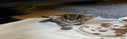 Mixed Breed cats for sale: Kittens for sales  in Camberley - Advert 12
