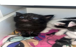 Mixed Breed cats for sale: 2 kittens  - Image 6
