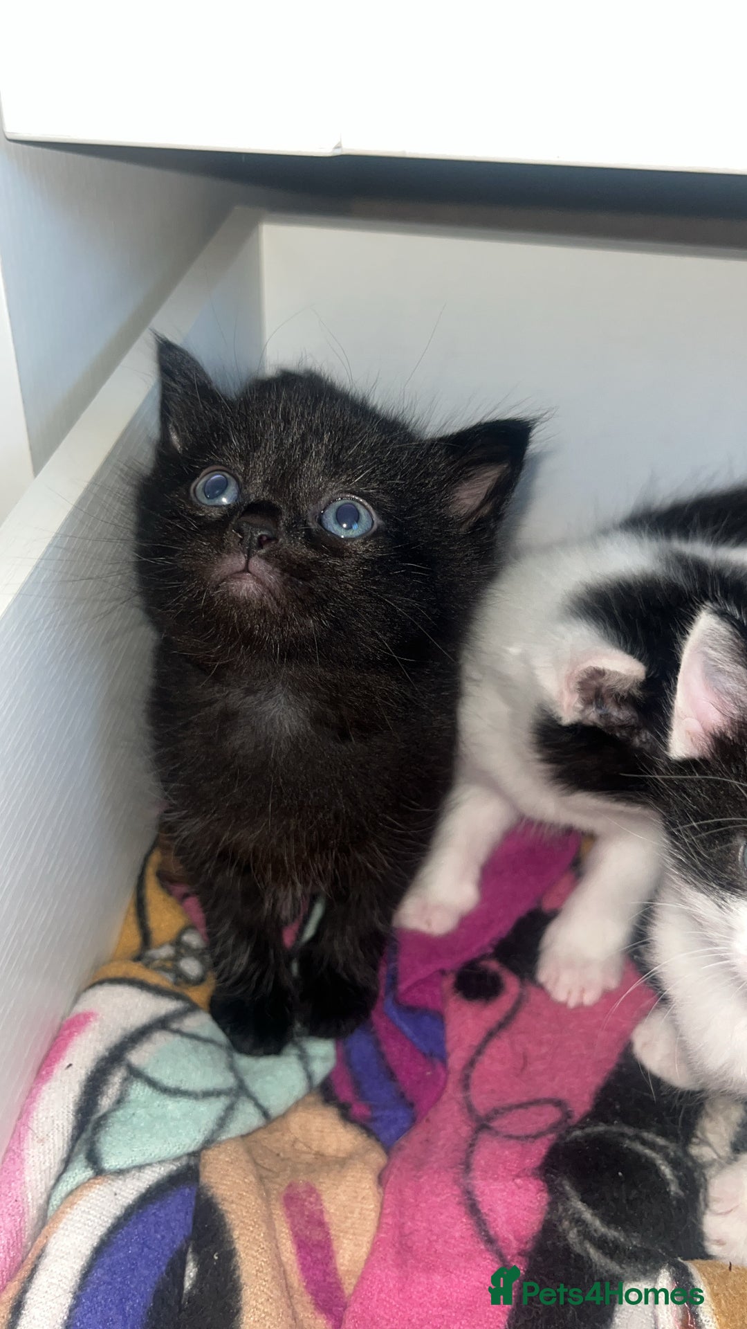Mixed Breed cats for sale: 2 kittens  - Image 6