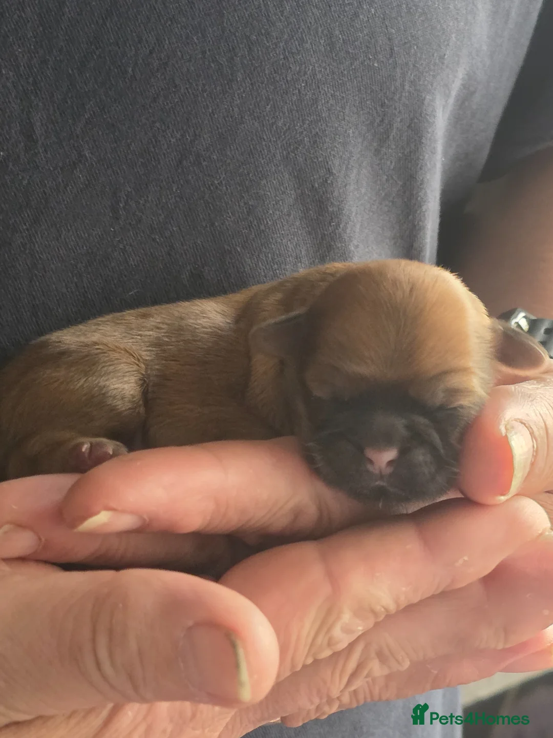 Shih Tzu dogs for sale: Gorgeous Shih Tzu's  in Liverpool - Advert 2