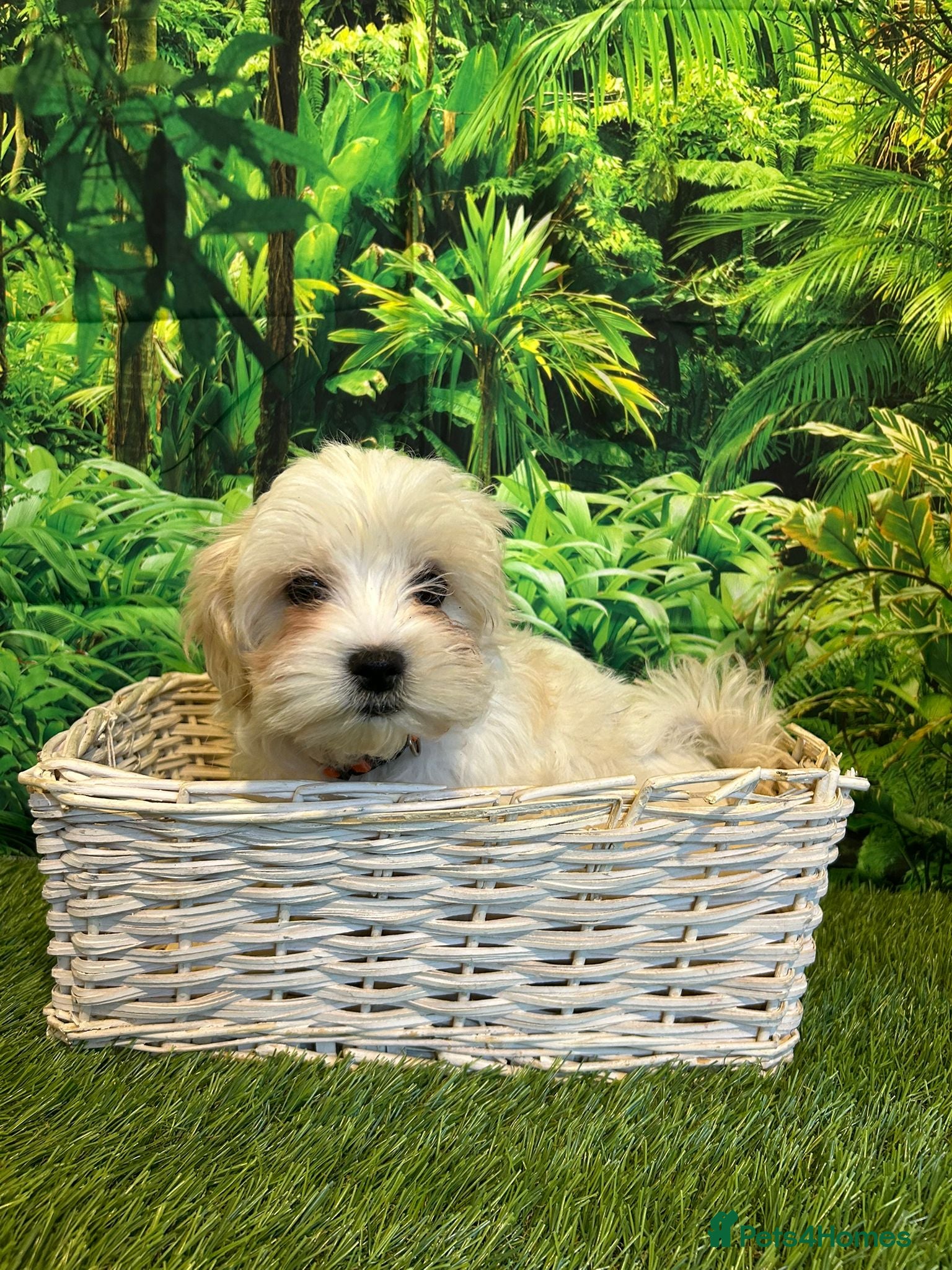 Maltese dogs Bichon Maltese looking for a new home 4 left - Advert 2