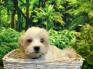 Maltese dogs Bichon Maltese looking for a new home 4 left - Advert 8