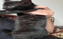 Bengal cats for sale: Bengal Mix Ready!!- 4/6 left! - Image 16