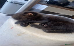 Bombay cats for sale: Bombay Kittens  - Image 1