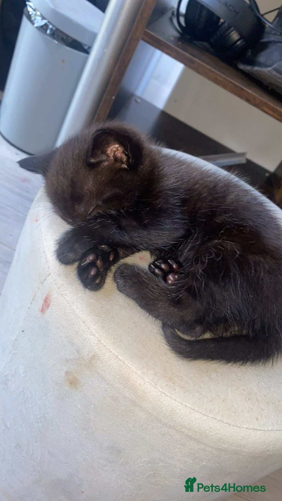 Bombay cats for sale: Bombay Kittens  - Image 1