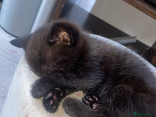 Bombay cats - Advert 4