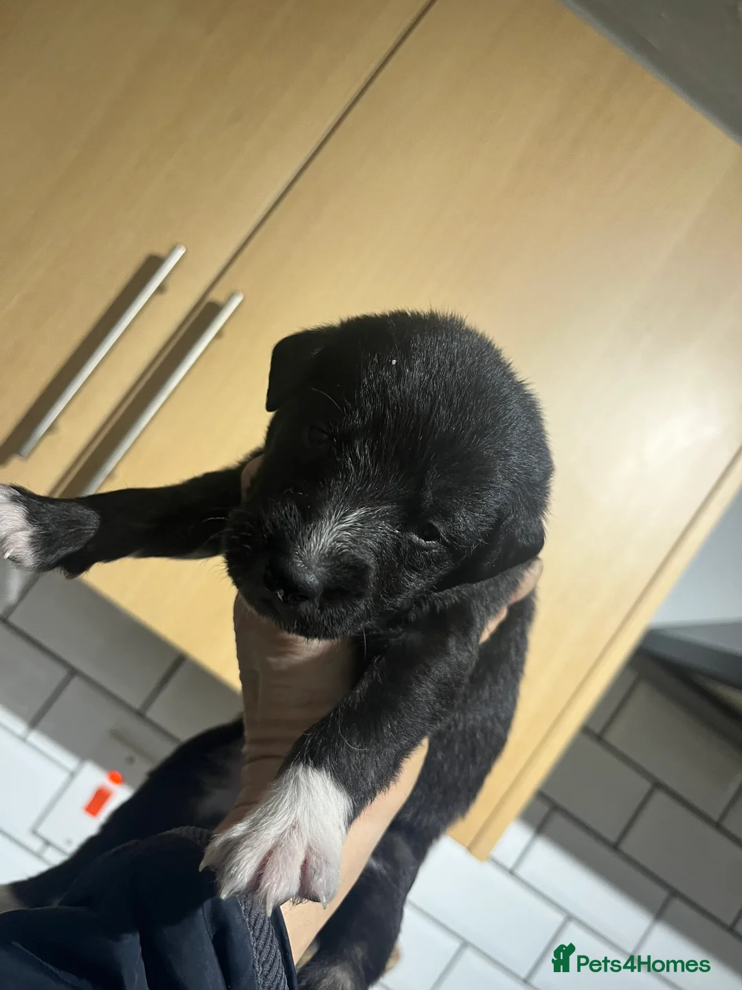 Bedlington Terrier dogs for sale: Beautiful Bedy/whippet Pups in Halstead - Advert 10