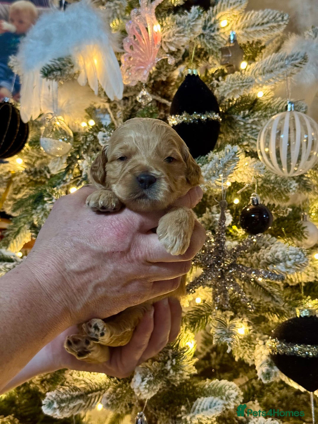 Mini Goldendoodle dogs for sale: 7 mini goldendoodle dna clear puppies - Advert 5