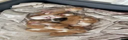 Mixed Breed cats for sale: Beautiful litter kittens (NOT READY YET )  - Advert 7