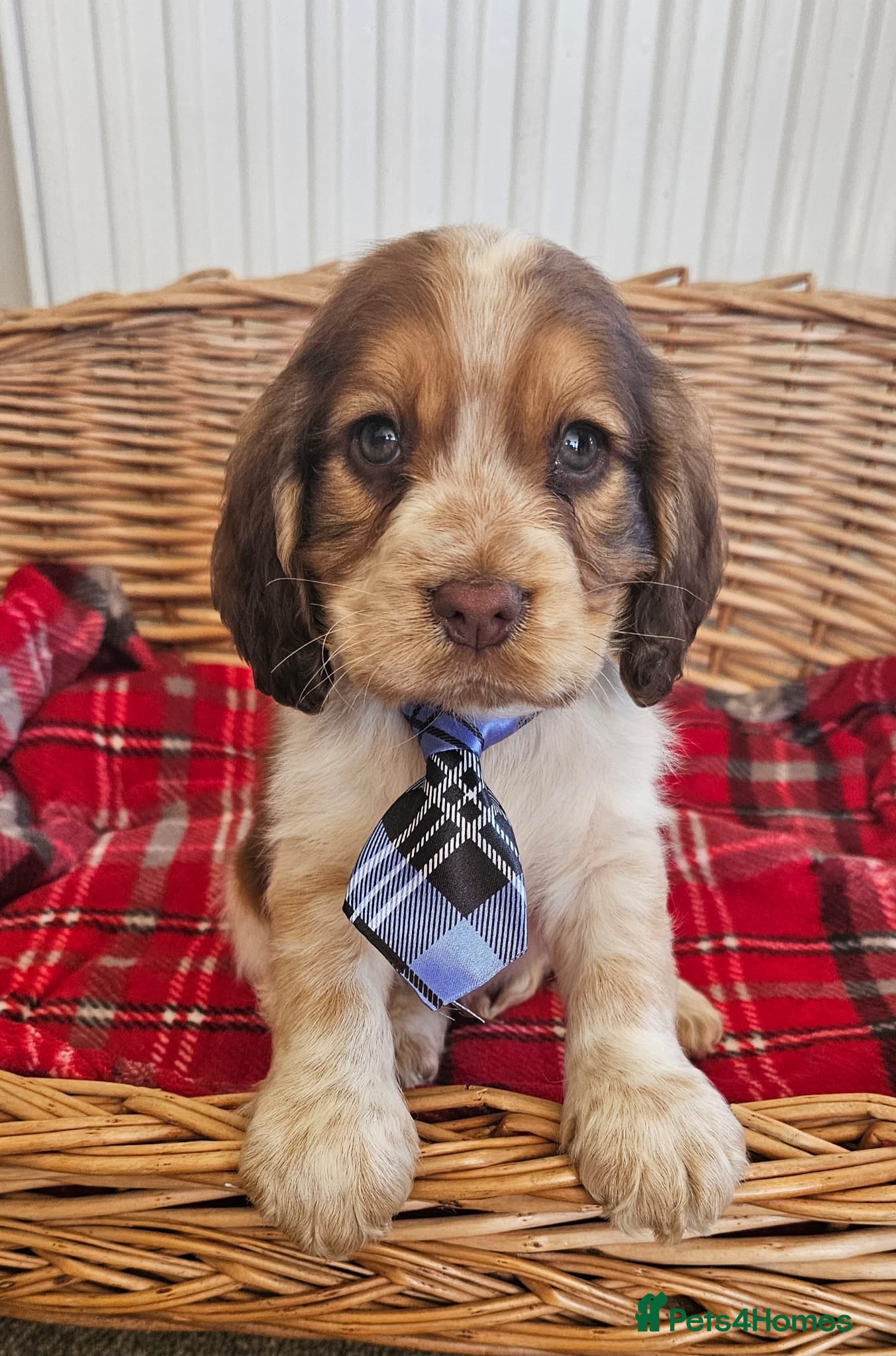 Cocker Spaniel dogs Beautiful cocker spaniel  - Advert 2