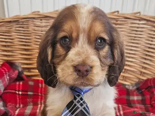 Cocker Spaniel dogs Beautiful cocker spaniel - Advert 2