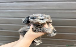 Yorkiepoo dogs for sale: 🐾 Tiny Yorkiepoo Puppies – Ready 29th August! 🐾 - Image 5