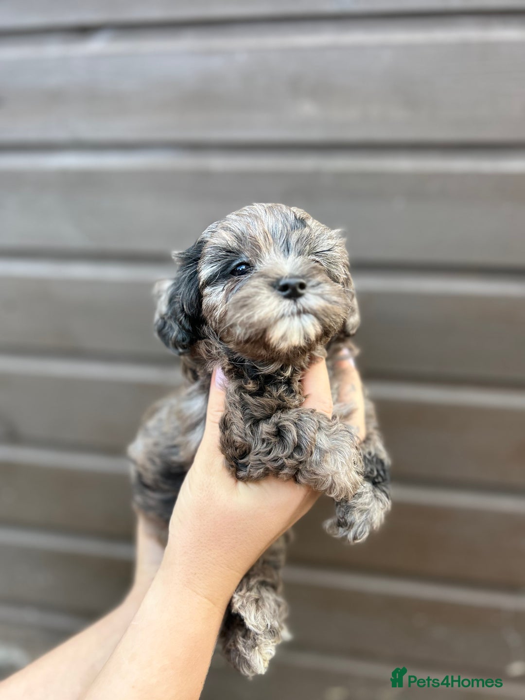 Yorkiepoo dogs for sale: 🐾 Tiny Yorkiepoo Puppies – Ready 29th August! 🐾 - Image 5
