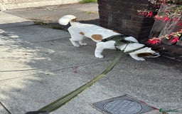 Mixed Breed dogs for sale: 9 month old Akita x puppy - Image 8