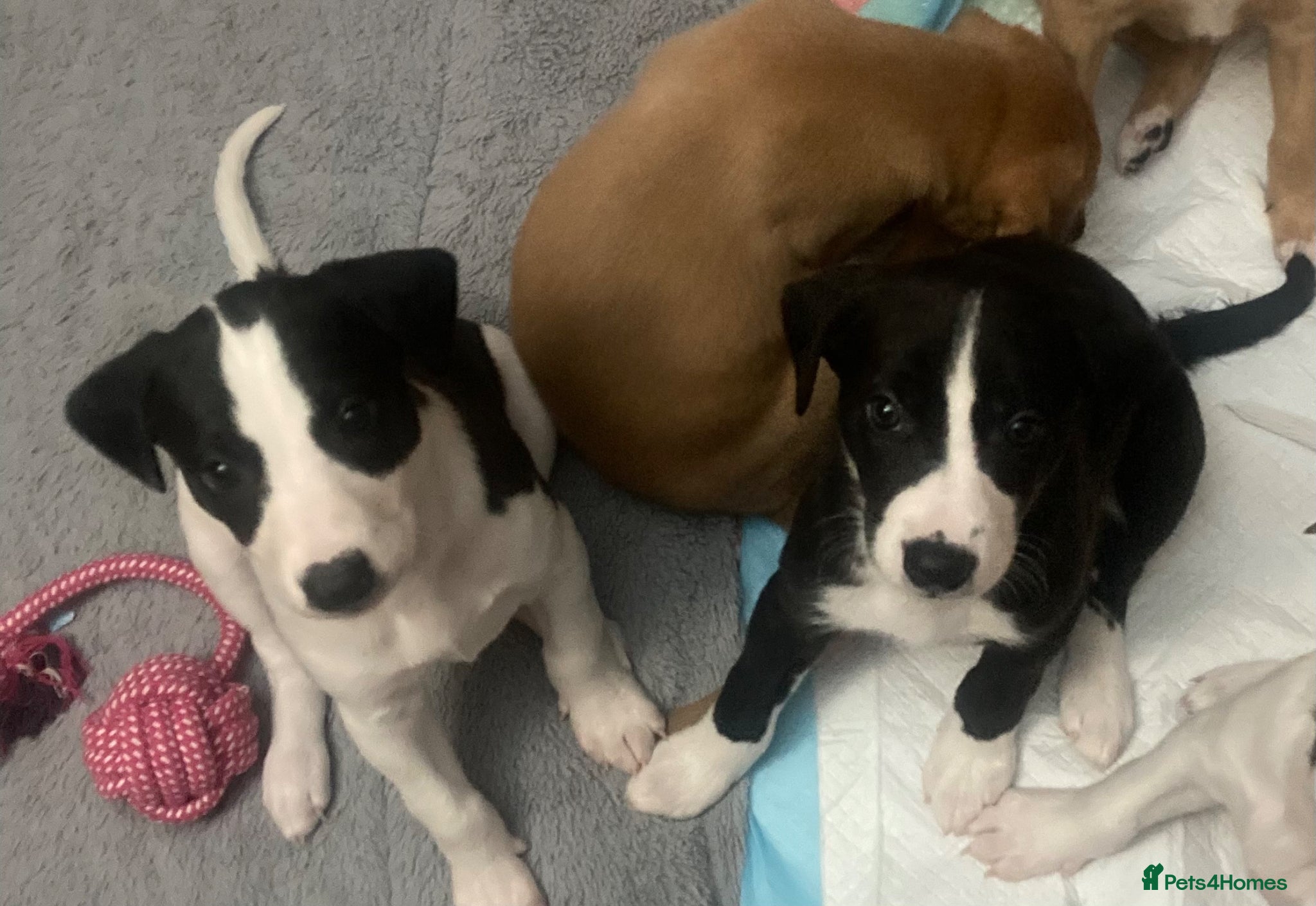 Mixed Breed dogs Beautiful Whippet x Beagle puppies  - Advert 8