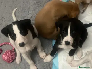 Mixed Breed dogs Beautiful Whippet x Beagle puppies - Advert 17