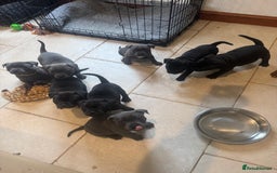 Staffordshire Bull Terrier dogs for sale: High Quality Blue & Black Staffy Puppies - Image 25