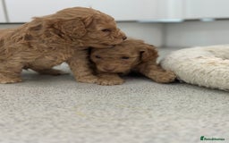 Toy Poodle dogs for sale: Tiny toy poodle boys  - Advert 18