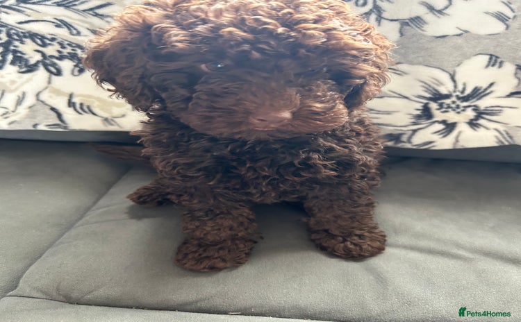 Cockapoo dogs for sale - Advert 16
