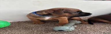 Blue Boy