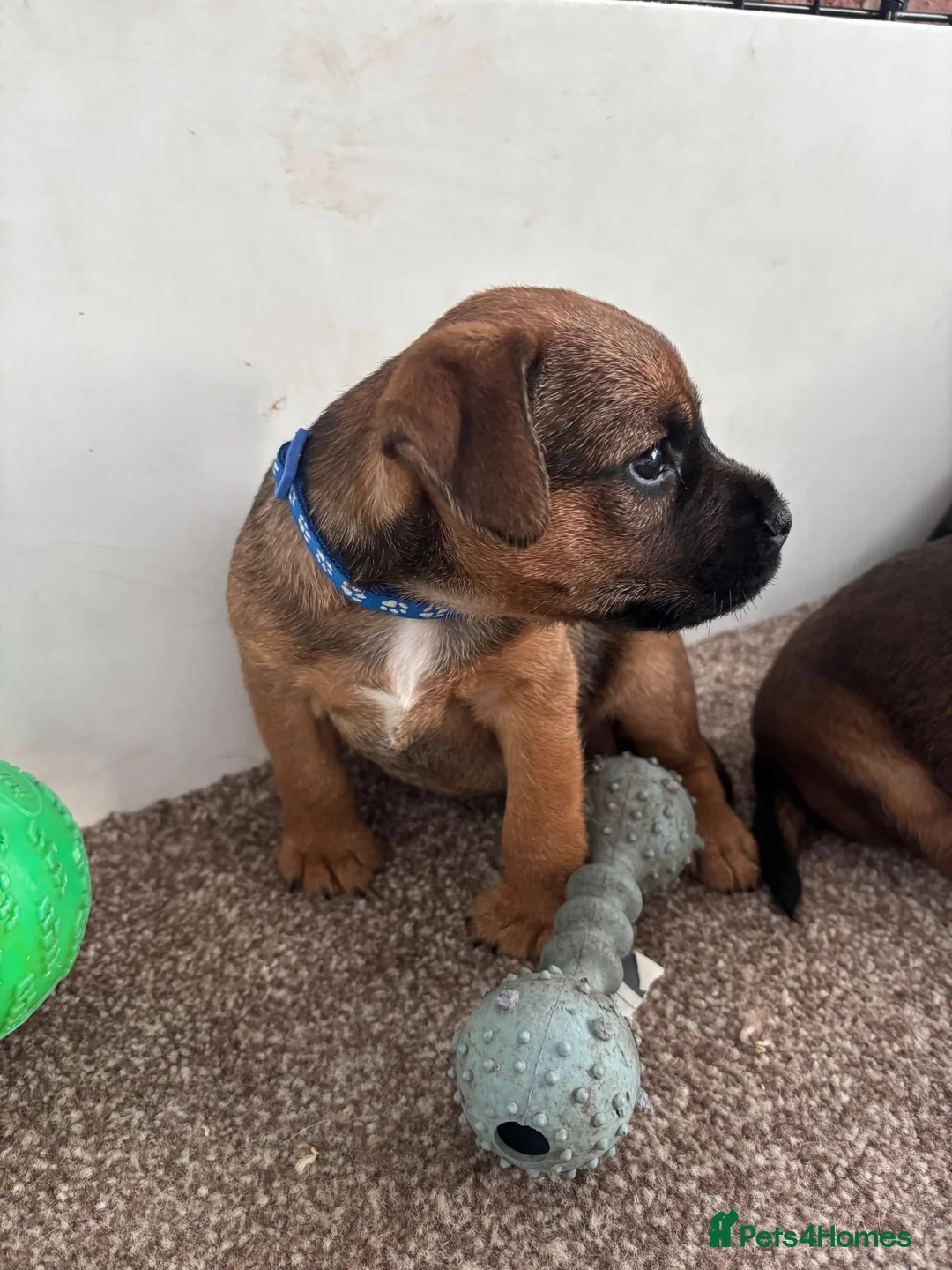 Mixed Breed dogs for sale: Beautiful BorderJack Puppies - Advert 9