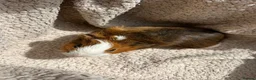 Guinea Pig rodents for sale: 4 Male Baby Guinea Pigs Available - Advert 8