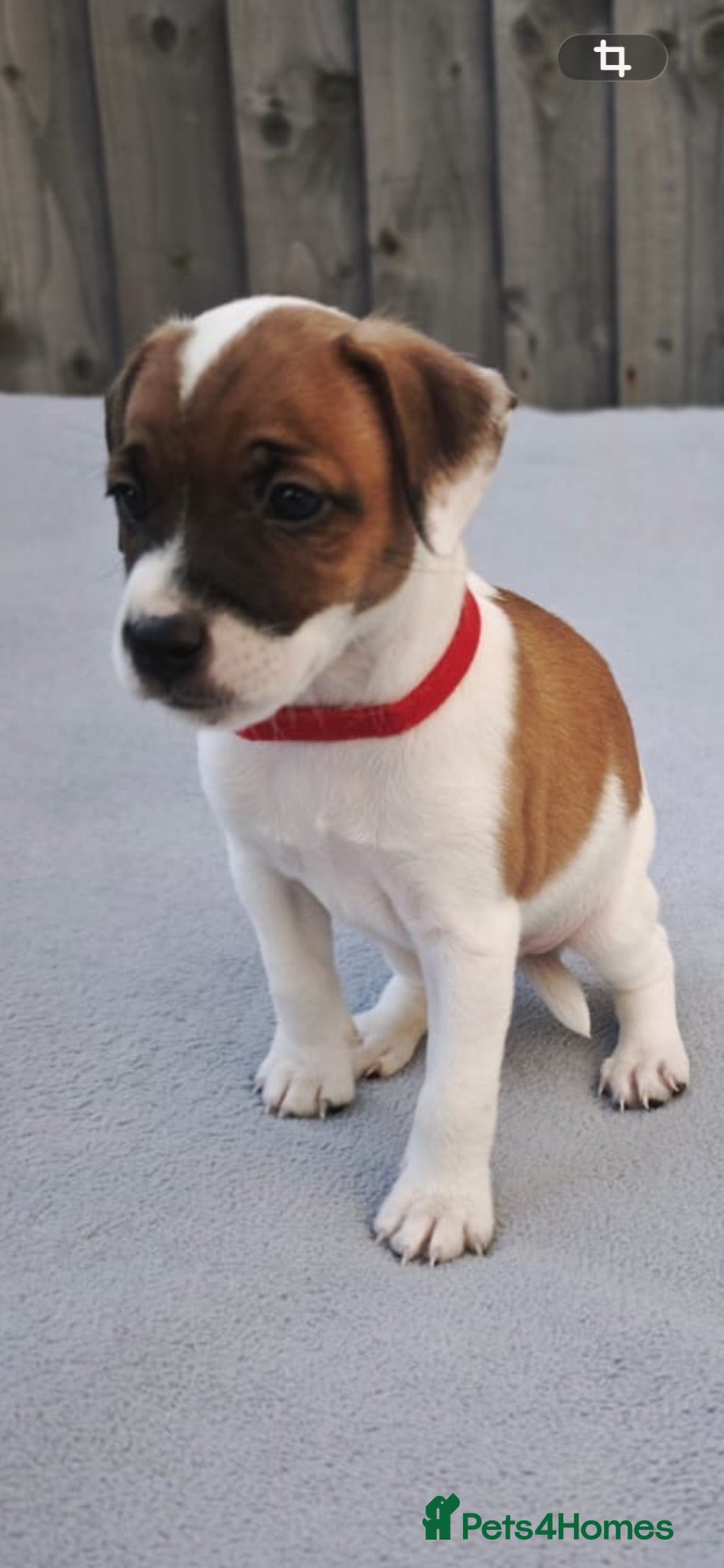 Plummer Terrier dogs Plummer terrior 1 boy left £450 - Advert 1