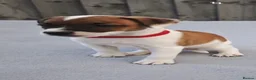 Plummer Terrier dogs for sale: Beautiful Plummer terriors  in Bradford - Advert 8