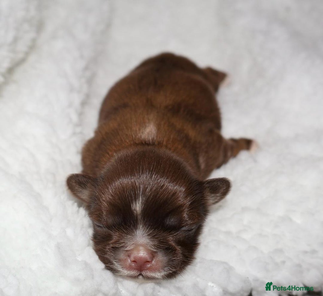 Shih Tzu dogs for sale: ✨ULTIMATE DNA Imperial’s now available✨ - Advert 5