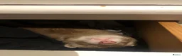 Ferret rodents for sale: Ferret for sale - Advert 11