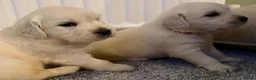 Golden Retriever dogs for sale: Super fluffy cream pups in Newark - Advert 31