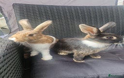 Mixed Breed rabbits for sale: Rabbits - Image 1