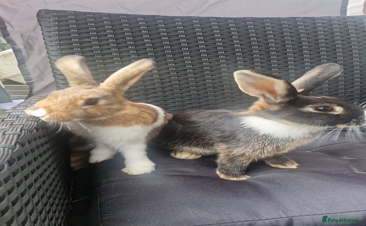 Mixed Breed rabbits - Advert 5