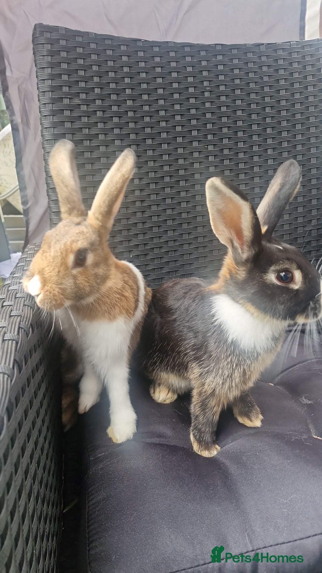 Mixed Breed rabbits for sale: Rabbits - Image 1