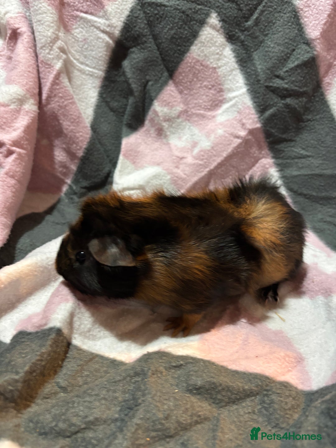 Guinea Pig rodents for sale: X3 baby girls x1 boy guinea pigs. - Image 11