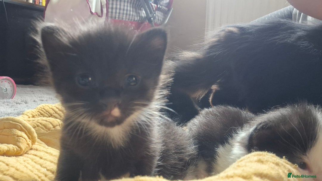 Mixed Breed cats for sale: 4 black and white kittens - Image 6