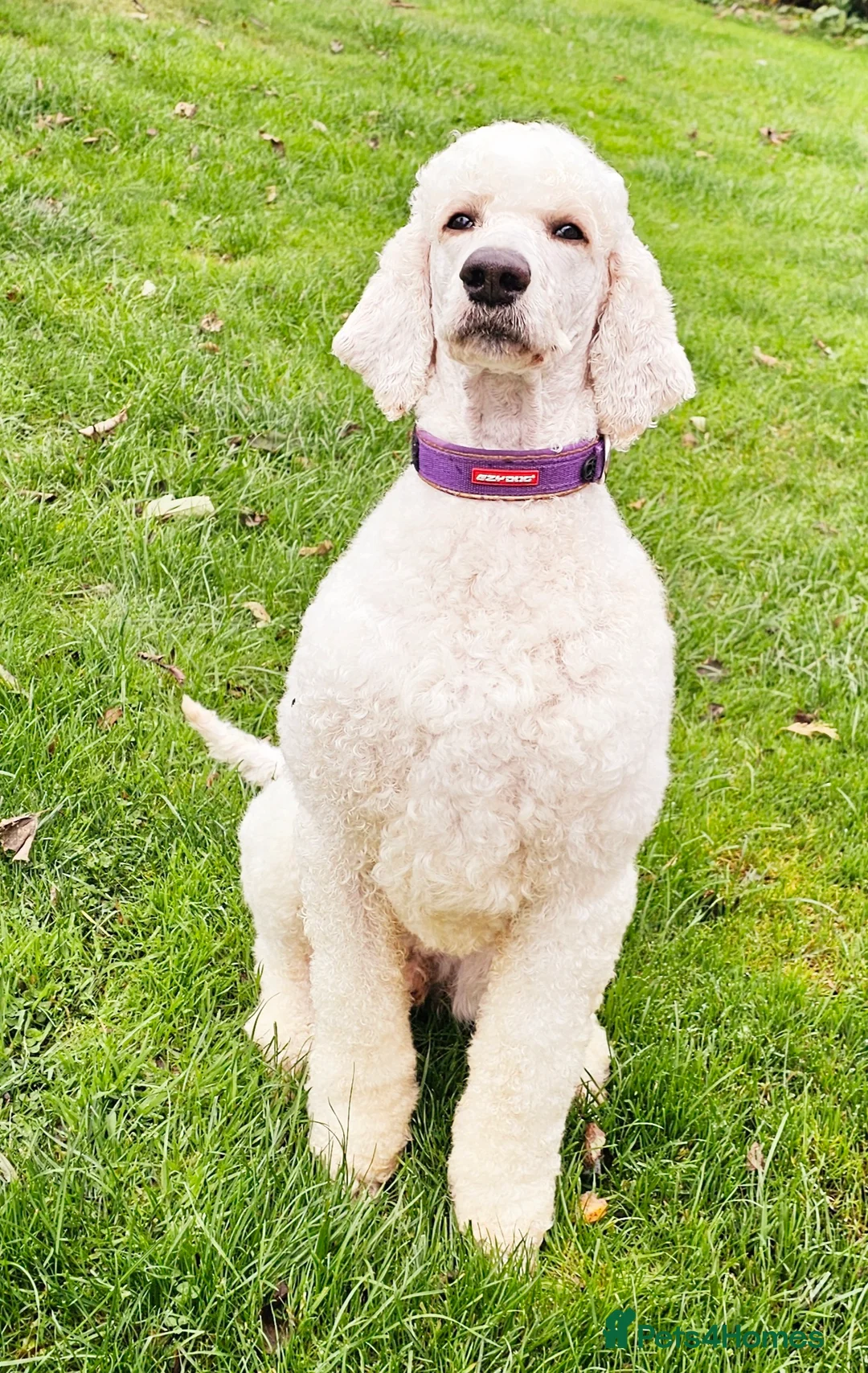 Standard Poodle dogs for stud: Health tested black phantom wrapped in cream  - Advert 3