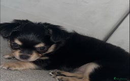 Chihuahua dogs for sale: Long-haired Chihuahua - Image 6