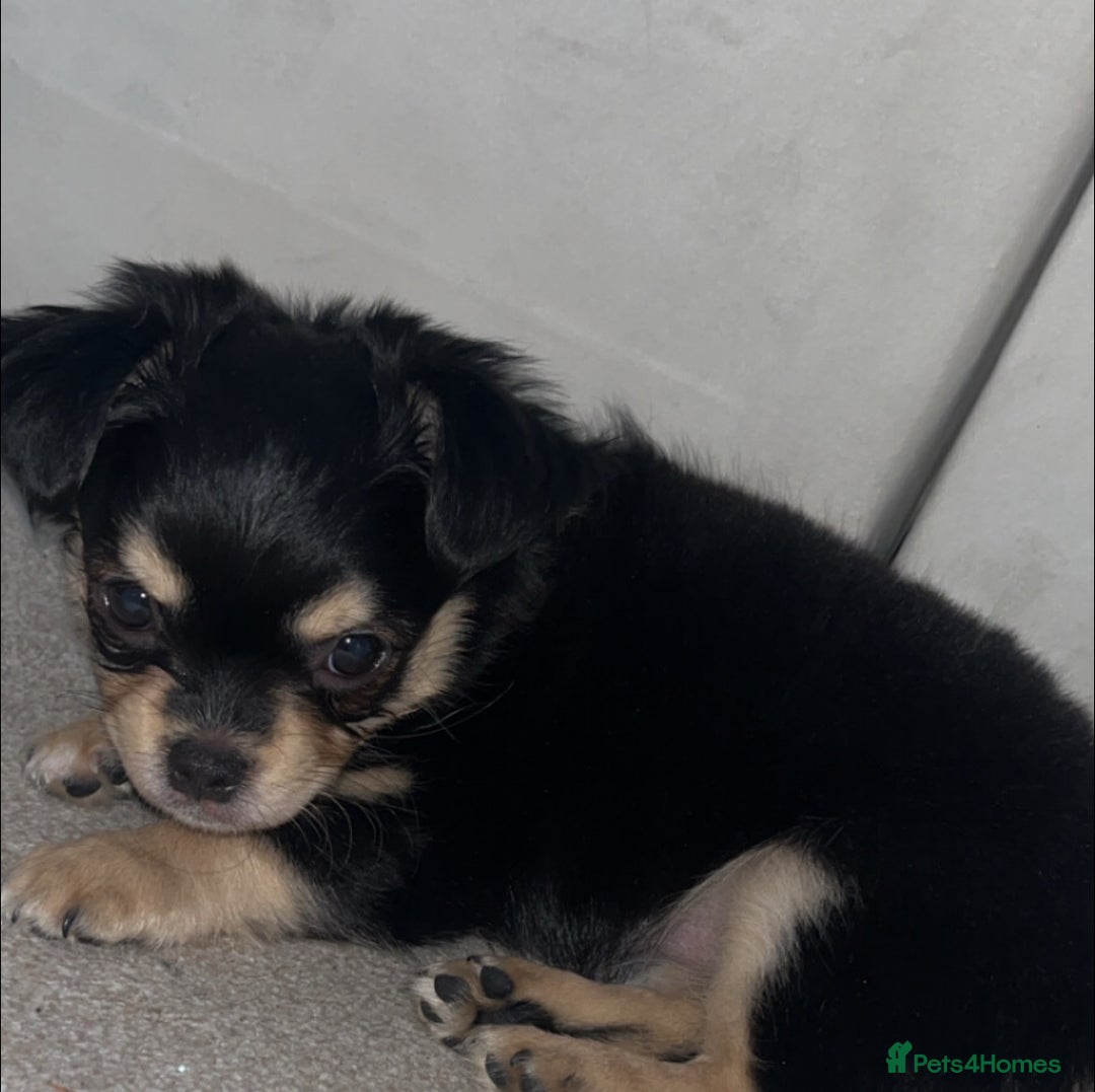 Chihuahua dogs for sale: Long-haired Chihuahua - Image 6