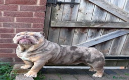 English Bulldog dogs for sale: Lilac tri merle male bulldog- Epic Bullyz sire - Image 2