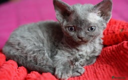 Devon Rex cats for sale: 💙 Devon Rex Female Kitten Available 💙 - Image 19