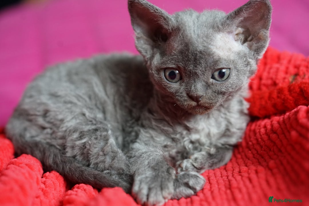 Devon Rex cats for sale: 💙 Devon Rex Female Kitten Available 💙 - Image 19