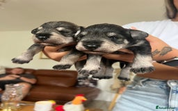 Miniature Schnauzer dogs for sale: Two Gorgeous boys  - Image 3