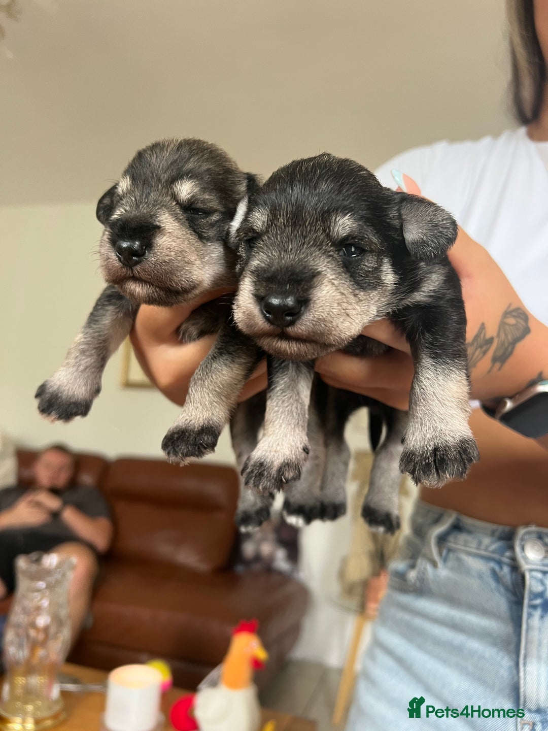 Miniature Schnauzer dogs for sale: Two Gorgeous boys  - Image 3