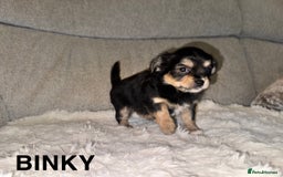 Mixed Breed dogs for sale: Yorkie chihuahua pups for sale  - Image 6