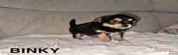 Mixed Breed dogs for sale: Yorkie chihuahua pups for sale  - Advert 6