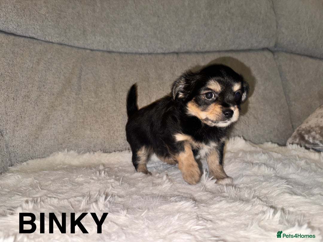 Mixed Breed dogs for sale: Yorkie chihuahua pups for sale  - Image 6