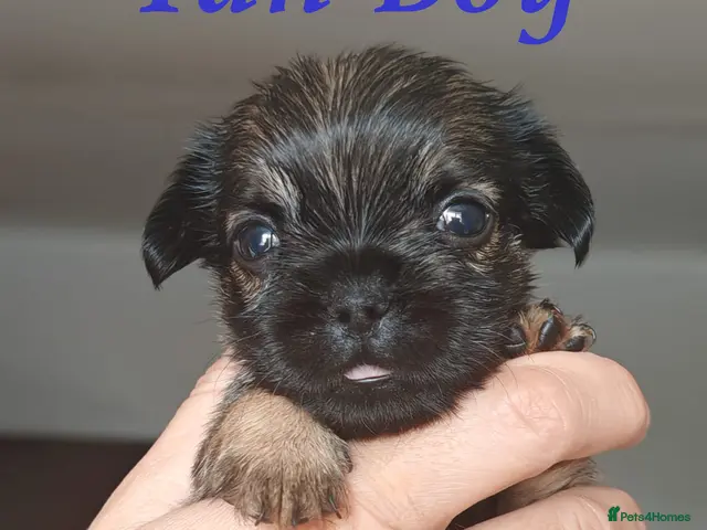 French Bulldog dogs for sale: French Bulldog Cross Affenpinscher - Advert 2